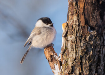 Wall Mural - The bird Parus montanus or Willow tit fluffing feathers in a severe frost sits on the trunk of a tree close-up