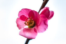 Pink Japanese Quince Blossom And Branch, Chaenomeles Japonica, Malus Floribunda