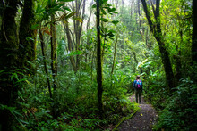 Backpacker Girl Walks Through Dense Jungle In Monteverde Cloud Forest, Costa Rica; Walk Through Fairy Tale, Magical Tropical Rainforest; Wild Nature Of Costa Rica