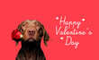 Happy Valentine's Day, Adorable chocolate labrador with a red rose in its mouth, on red background