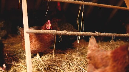 Wall Mural - Hens inside a chicken coop on a small farm. Small scale poultry farming in Ontario, Canada.