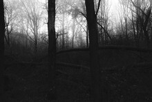 Black Metal Forest, Foggy Dark Spooky Forest, Dark Horror Atmosphere 