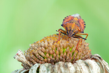 Wall Mural - carpocoris fuscispinus is a species of shield bug in the family pentatomidae.