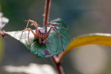 Wall Mural - macro photography of an intimidating european garden spider