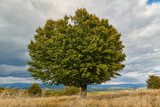 Fototapeta Na ścianę - Big tree on the hill