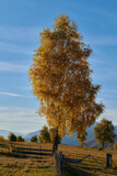Fototapeta Na ścianę - Yellow tree on blue sky background
