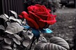 Selective color image of a bright and vibrant flower on grayscale background. Natural beauty made to look like photorealistic nature photo. Generative AI