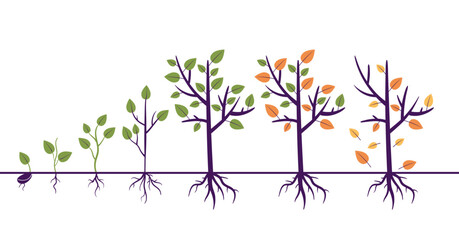 Tree growth process steps with root. Gardening agriculture farm concept. Vector graphic design illustration