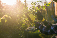 Close Up Of Female Gardener Cuts Unnecessary Branches And Leaves From A Tree With Pruning Shears While Processing An Apple Tree In The Garden. Gardening And Hobby Concept