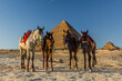 Horses in front of the Great pyramids of Giza, Egypt