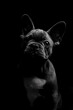3 Monate alter Welpe der französischen Bulldogge