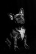 3 Monate alter Welpe der französischen Bulldogge