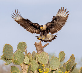 crested caracara landing on tree stump