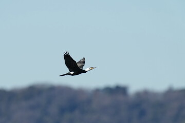 Wall Mural - cormorant in a sea