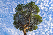 Pine tree against the background of a bright blue sky with clouds. Bottom up view.