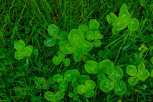 Green Clover Leaves Background With Some Parts In Focus