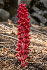 Poster - Red Snow Plant Grows Out of Forest Floor