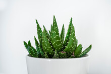 Close-up Of Cactus Plant Against White Background
