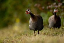 Wild Turkeys (Meleagris Gallopavo) In The Grass In Chaplin, Connecticut.