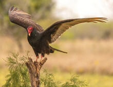 Turkey Vulture Landing On Tree Stump