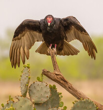 Turkey Vulture Landing On Tree Limb