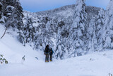 Fototapeta Tulipany - 雪の北八ヶ岳 縞枯山スノーハイク