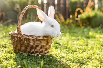 Poster - Cute fluffy rabbit in wicker basket on green grass outdoors. Space for text