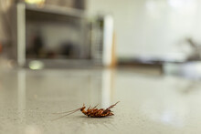 Dead Cockroach On A Kitchen Bench After Pest Control.  Pest Extermination