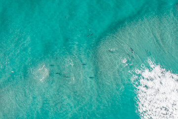 Sticker - Aerial view of a pod of dolphins in pristine blue water