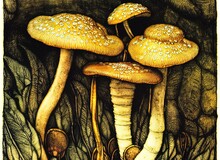 Bay Bolete Mushroom Artist Depiction.
