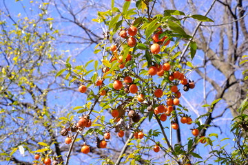 Wall Mural - Diospyros cathayensis A. N. Stward, Ebenaceae