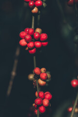 Wall Mural - Closeup of robusta coffee beans ripening fruit on tree in farm