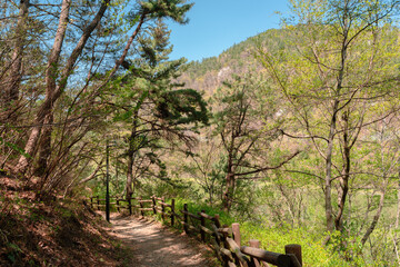 Wall Mural - Mountain hiking road at Gijang Yongso Well-Being Park in Busan, Korea