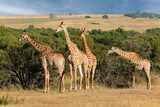 Fototapeta Sawanna - Family of giraffes (Giraffa camelopardalis) in natural habitat, South Africa.