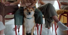 View Of A Shiba Inu Dog Under The Table And Between Her Owner Legs