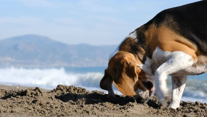 Wall Mural - Beagle digging on the beach