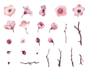 Wall Mural - Watercolor cherry blossom flowers and branch elements set isolated on white background