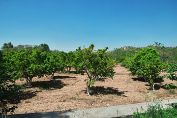 Wall Mural - Small mango garden in center of Pakistan