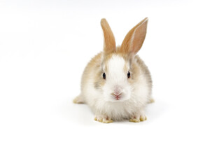 Wall Mural - portrait young fluffy rabbit, white brown adorable bunny sitting on white background