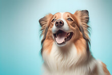 Pomeranian Dog Portrait