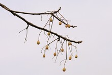 Fruits Of Chinaberry In Winter