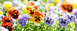 pansy flowers in a garden