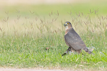 Wall Mural - A Cooper's hawk (Accipiter cooperii) holding down a bird to the ground in the grass.