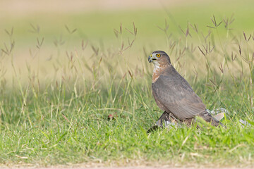 Wall Mural - A Cooper's hawk (Accipiter cooperii) holding down a bird to the ground in the grass.