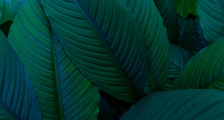 Wall Mural - closeup nature view of tropical leaves background, dark nature concept