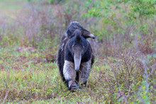 Giant Anteater, Myrmecophaga Tridactyla, Walking With A Baby On Her Back On An Open Grassland In The North Pantanal In Brazil. 