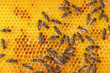 © Westend61 - Full frame of worker bees onhoneycomb