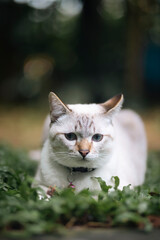 Wall Mural - White kittens sitting on green grass in the garden. White cat looking something in the park.Cute pets in the garden.