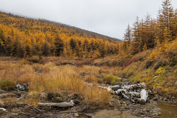 Wall Mural - Autumn landscape. View of a stream in a mountain valley and an autumn larch forest. Larch trees with yellow crowns. Low clouds. Overcast weather. Traveling and hiking in northern nature. Fall season.