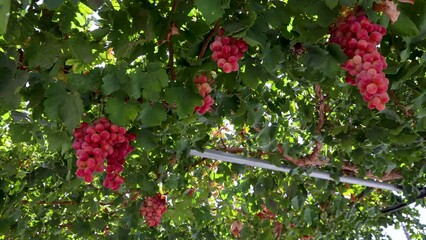 Sticker - Grape fruits on a farm in Cyprus island country, 4k